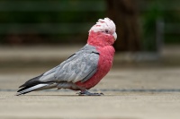 Kakadu ruzovy - Eolophus roseicapilla - Galah 0992